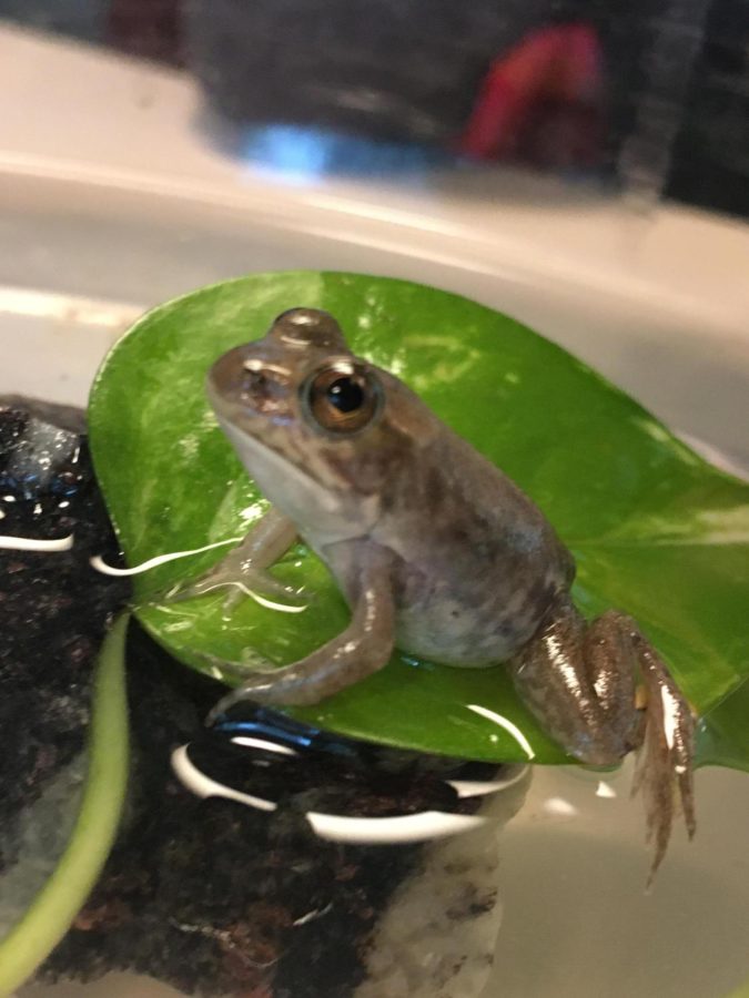 Class frog hops into students’ hearts