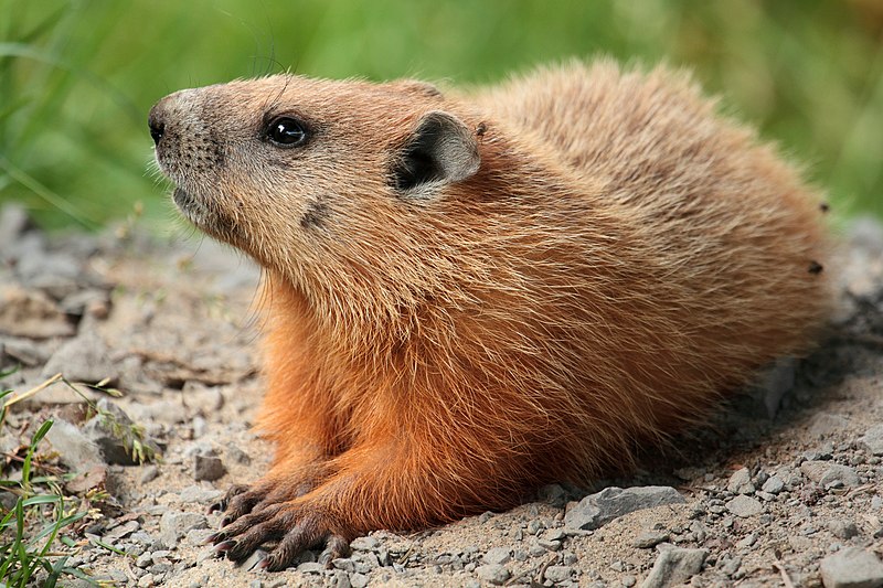 If the groundhog sees his shadow, what does it mean for winter in NJ?