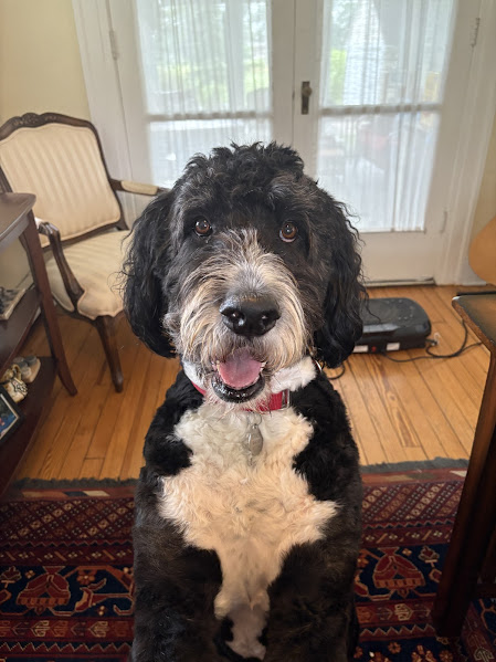 Eighth grade ELA teacher Mrs. Erin Meade regularly snuggles and plays with her bernedoodle, Stanley, who helps her relax. What if he could come to EIS to play with students?