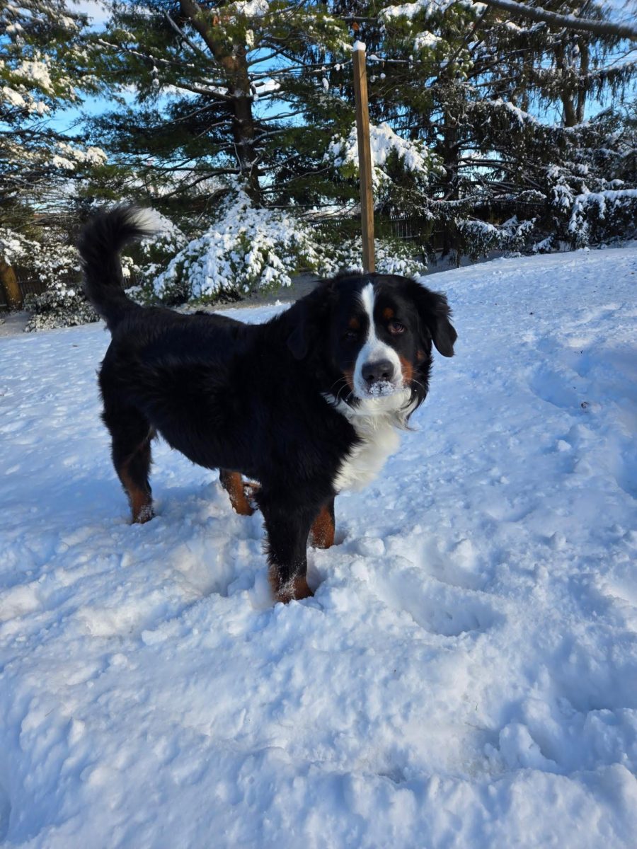 French teacher Mrs. Sapachino's Bernese Mountain dog loves snows days just as much as students and staff. He wants to play in the winter wonderland.